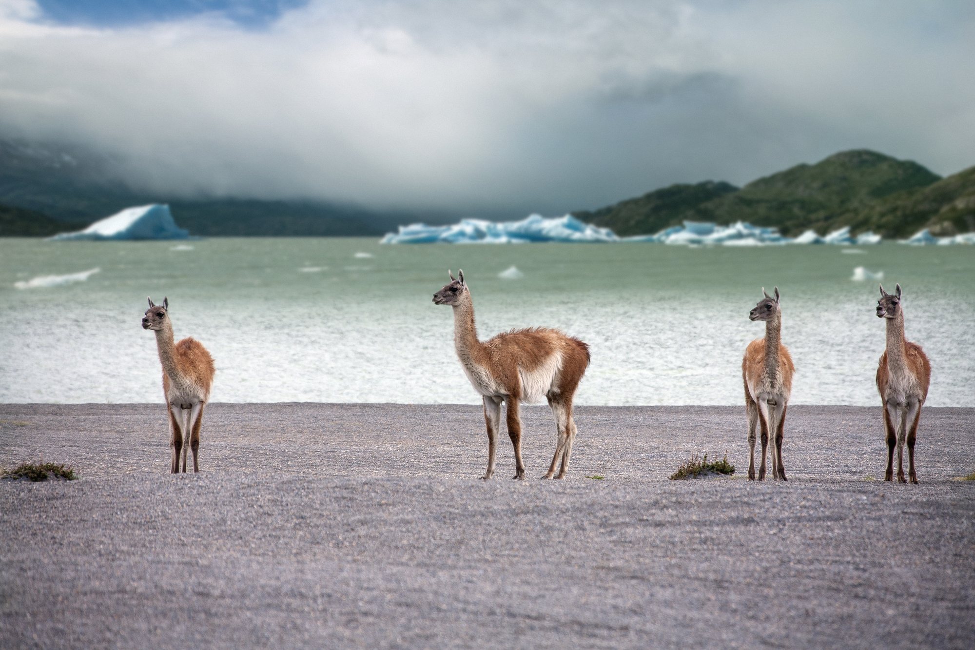 El Calafate & Perito Moreno
